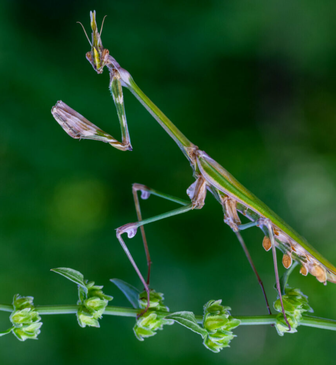 Conehead/Devils Mare Mantis – Empusa Hedenborgii