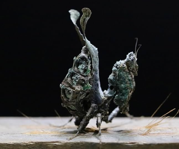 Giant Peruvian Moss Mantis - pseudacanthops Lobipes
