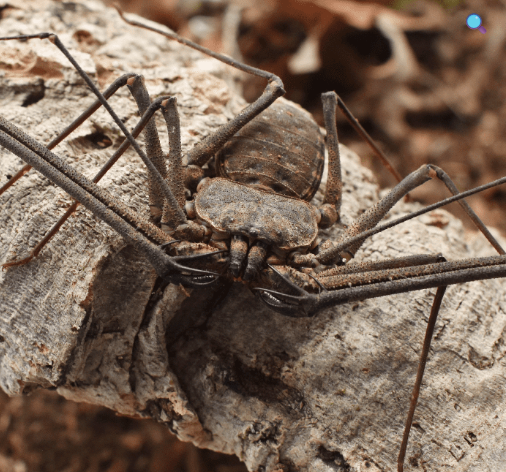 Thai Giant Whip Scorpion - Phrynichus orientalis