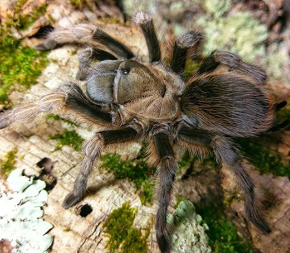 Carlsbad Green Tarantula (juvenile) - Aphonopelma gabeli