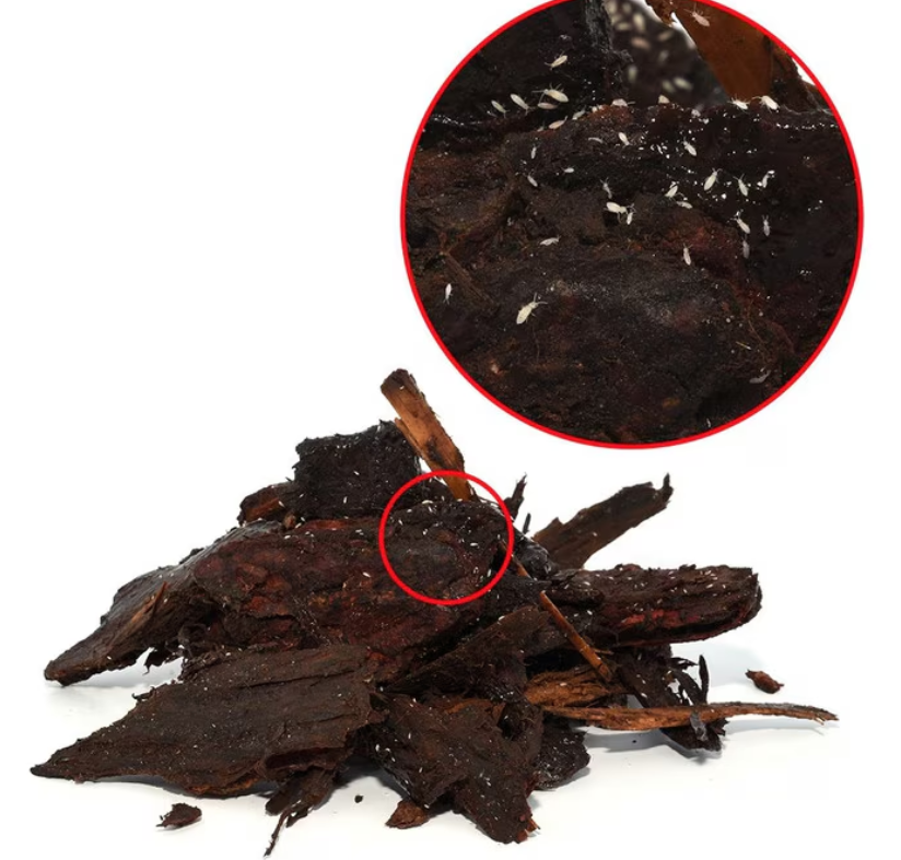 Springtails 80g Tub
