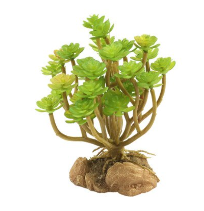 Zoo Med Desert Flora, Tree Houseleek