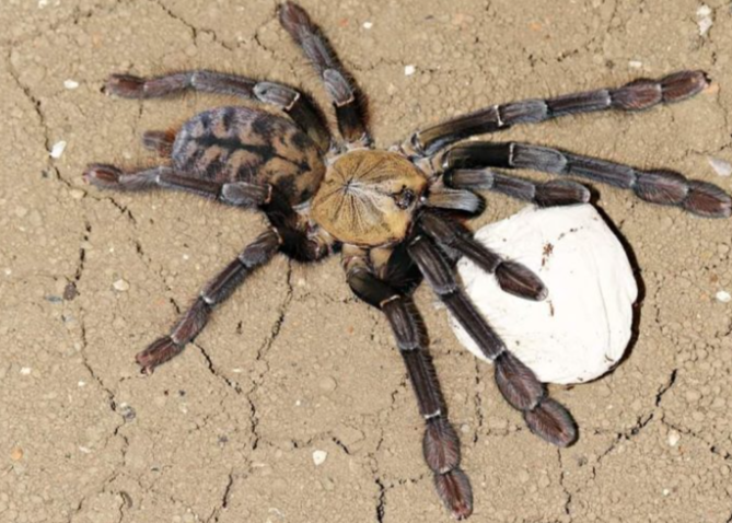 5cm Ackaya Tree Spider - Phormingochilus sp 'Ackaya'