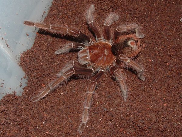 Theraphosa apophysis Pink Foot Goliath (3cm)