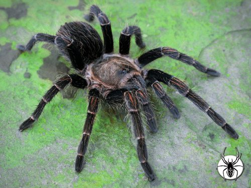 Thrixopelma pruriens Peru Green Velvet (1cm)