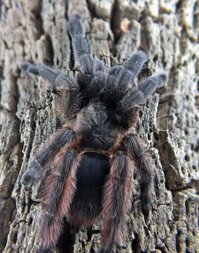 St. Vincents Tree Spider 2cm (Tapinauchenius sanctivincenti)