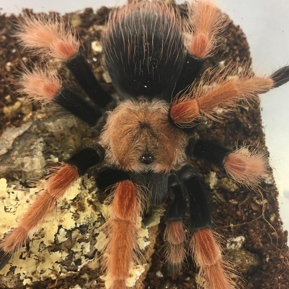 CB 1-2cm Mexican Fire Leg Tarantula (Brachypelma bohemi)