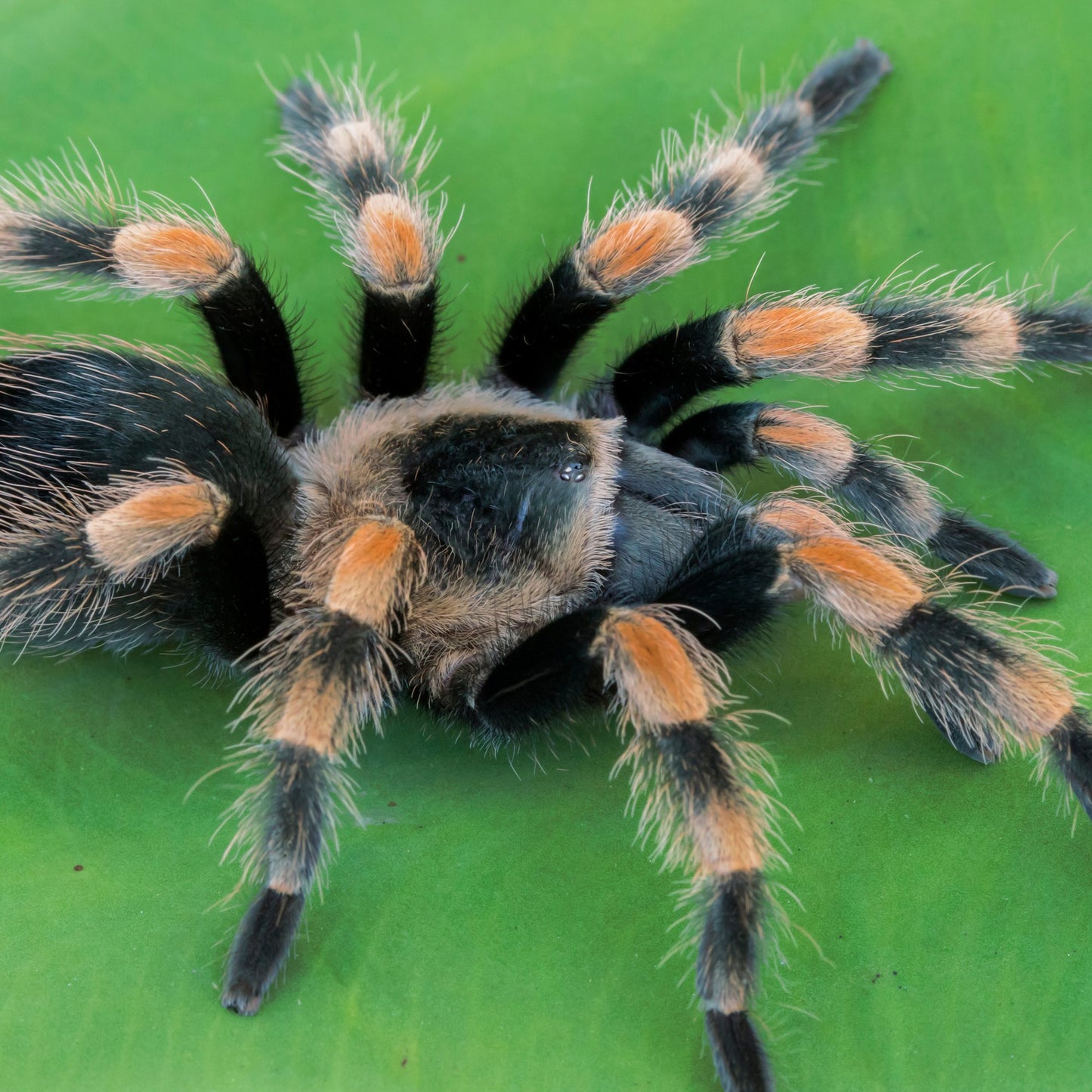 CB 3-5cm Red Knee Tarantula- Brachypelma hamorii