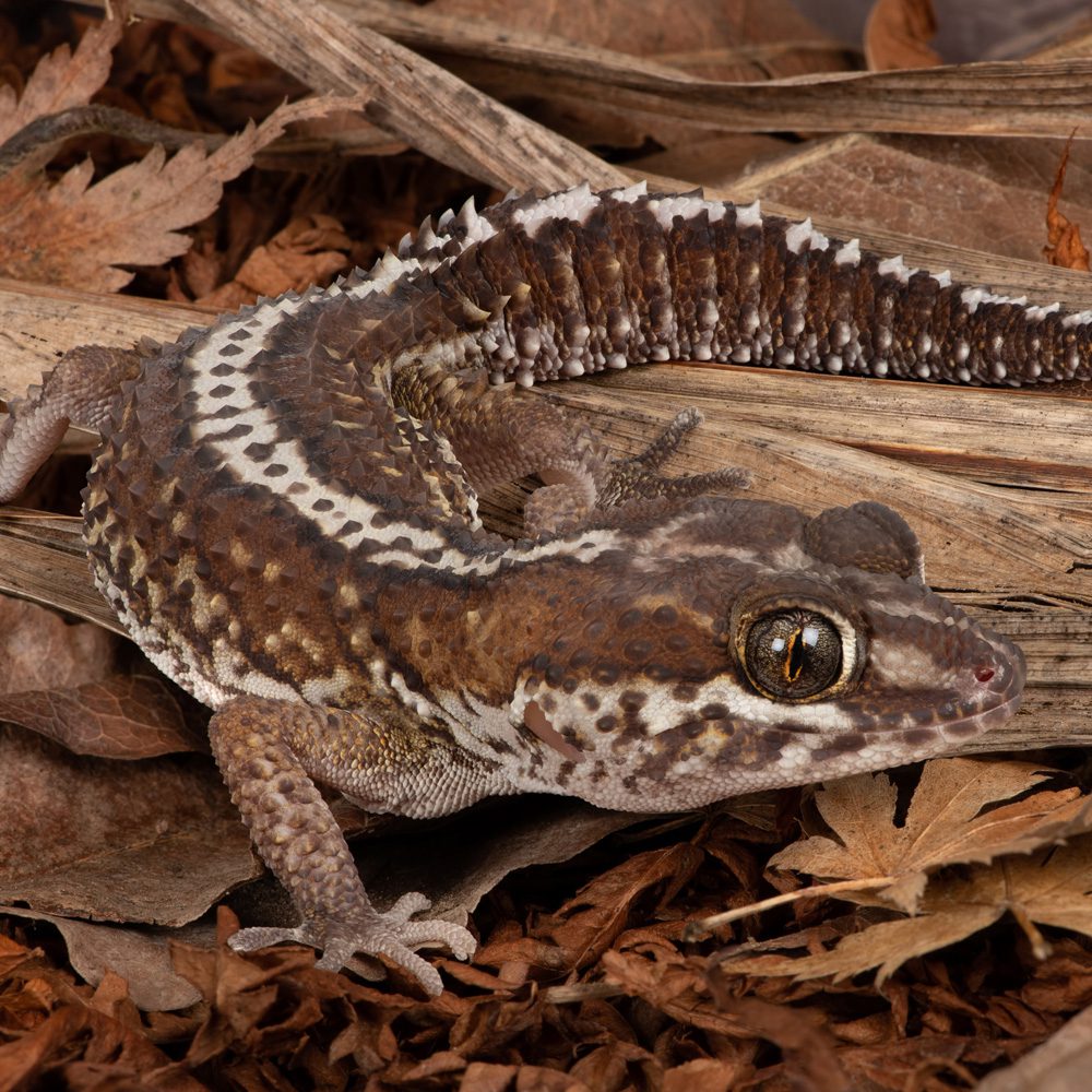 Madagascan Ground Gecko (female) - Paroedura pictus