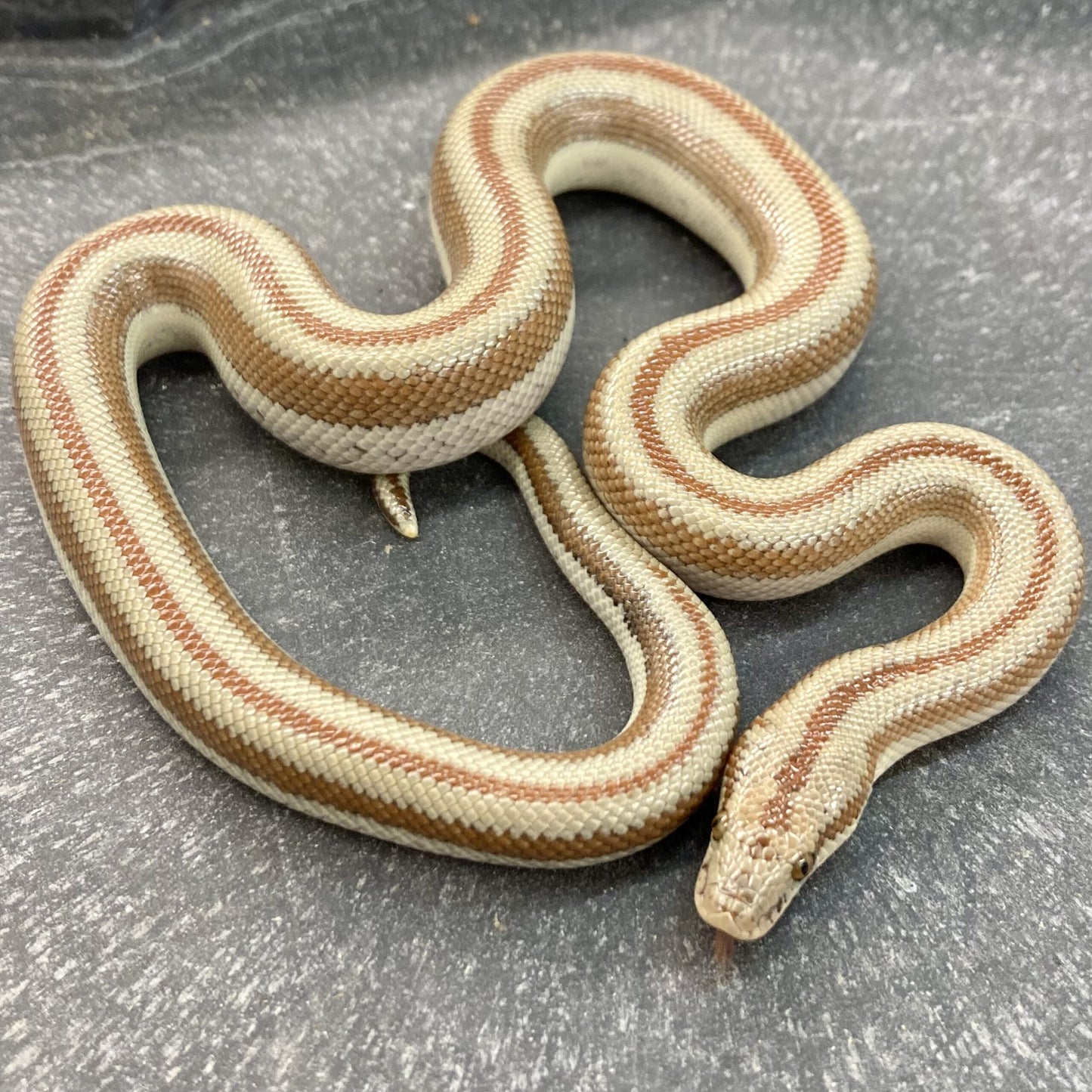 CB24 Mexican Rosy Boa- Lichanura trivirgata saslowi