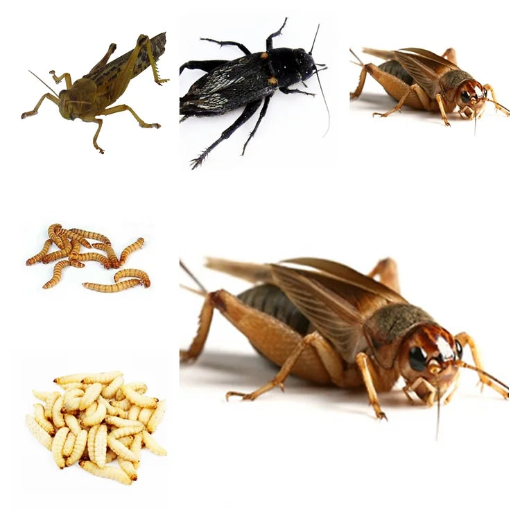 Livefood 5 for £11.20 Meal Deal Offer