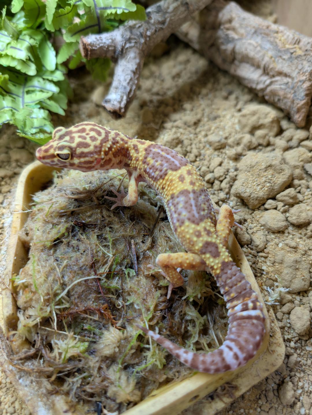 Albino Leopard Gecko- Eublepharis macularius
