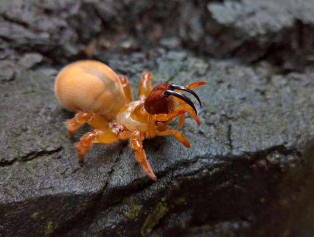 WC Calommata cf. signata SA/A Big Tooth Spider