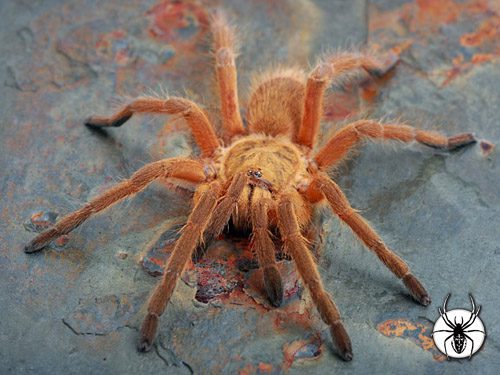Chilobrachys huahini Asian Fawn (1cm)
