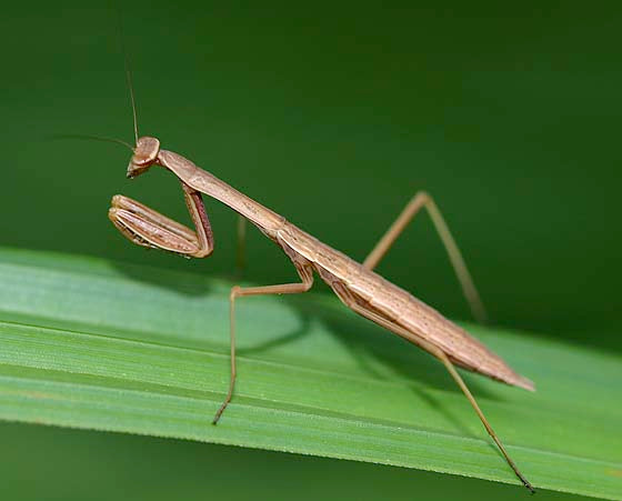 CB Chinese Mantis (Male) - Tenodera Sinensis
