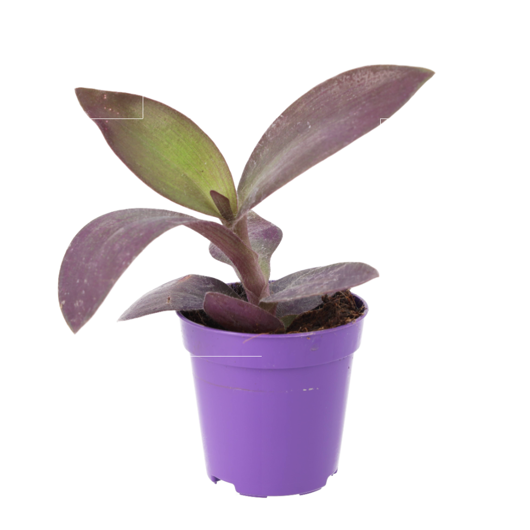 Live plant. Purple Heart Tradescantia (Small)