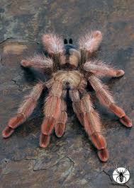 CB Psalmopoeus pulcher - Panama Blonde (4cm)