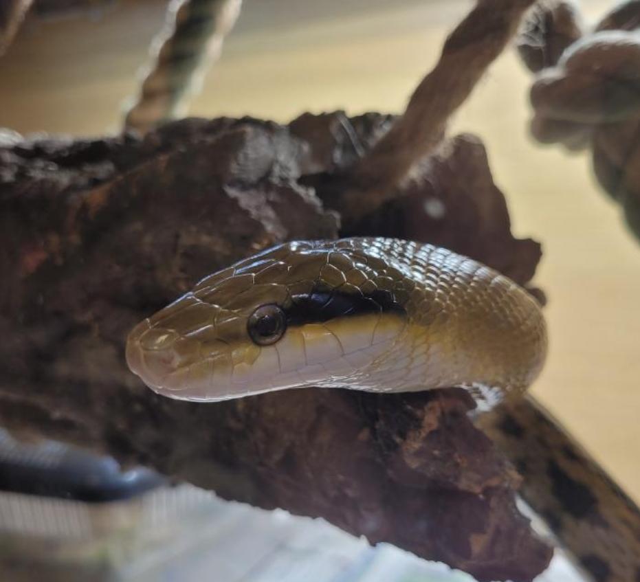 Adult Taiwanese Beauty Snake