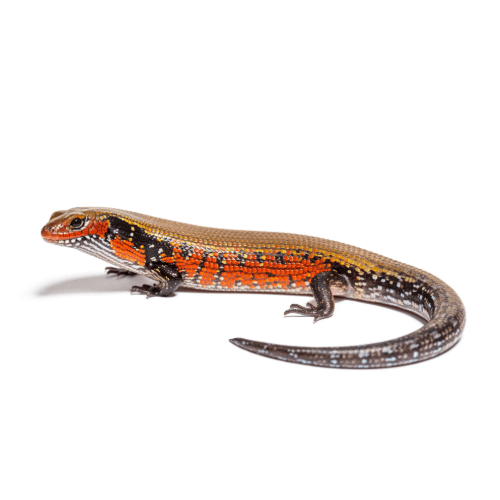CB Fire Skink
