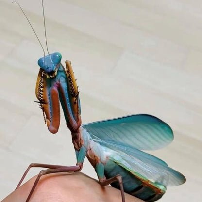 CB Giant Blue Mantis - Hierodula papua
