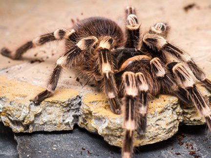5-7cm Brazilian White Knee - Acanthoscurria geniculata