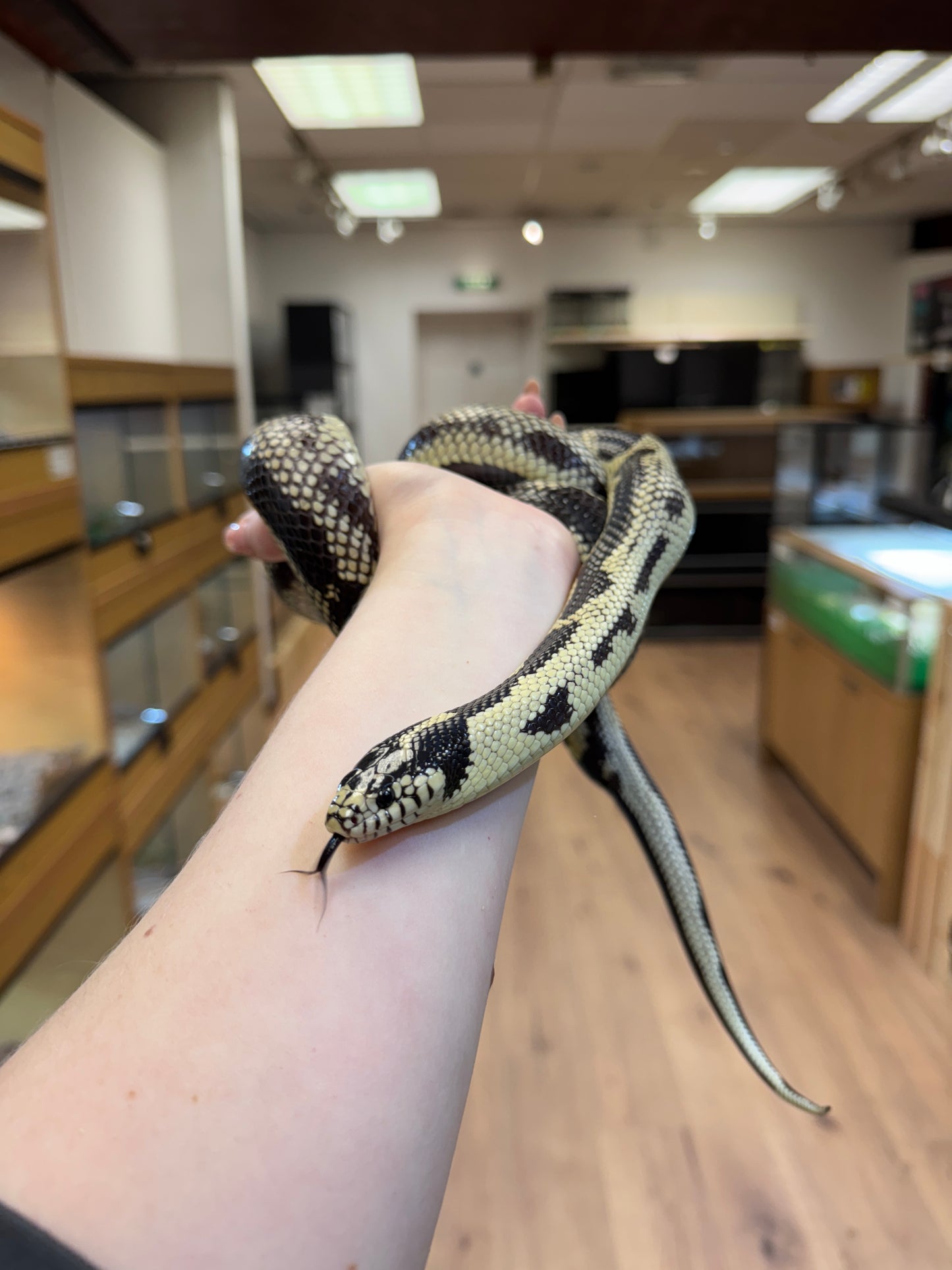REHOMER Abberant Californian King Snake - Female