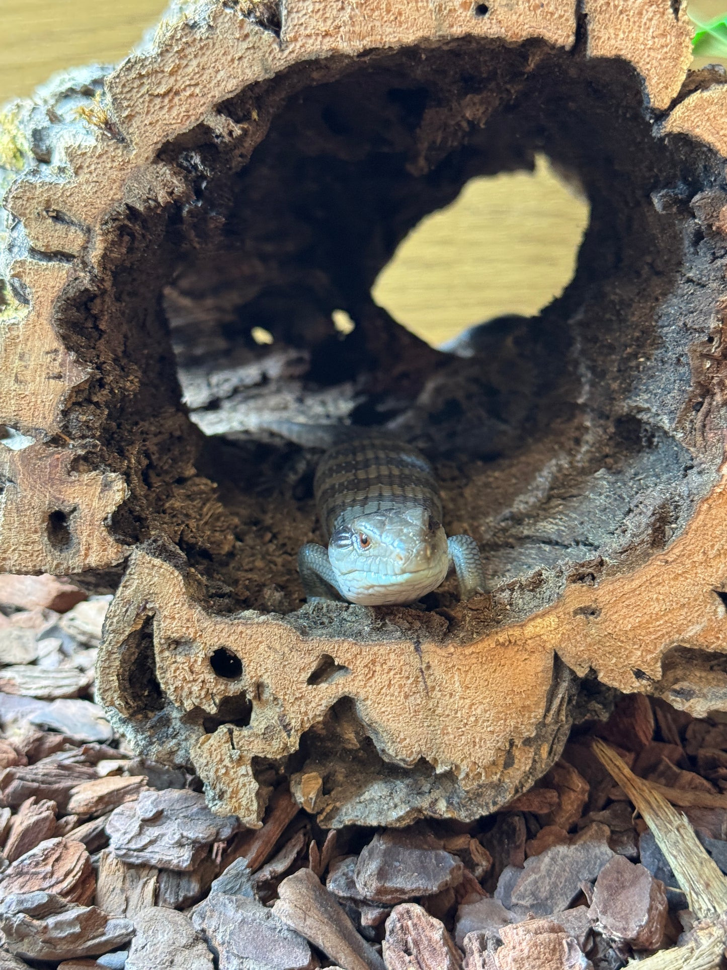 Eastern Blue Tongued Skink