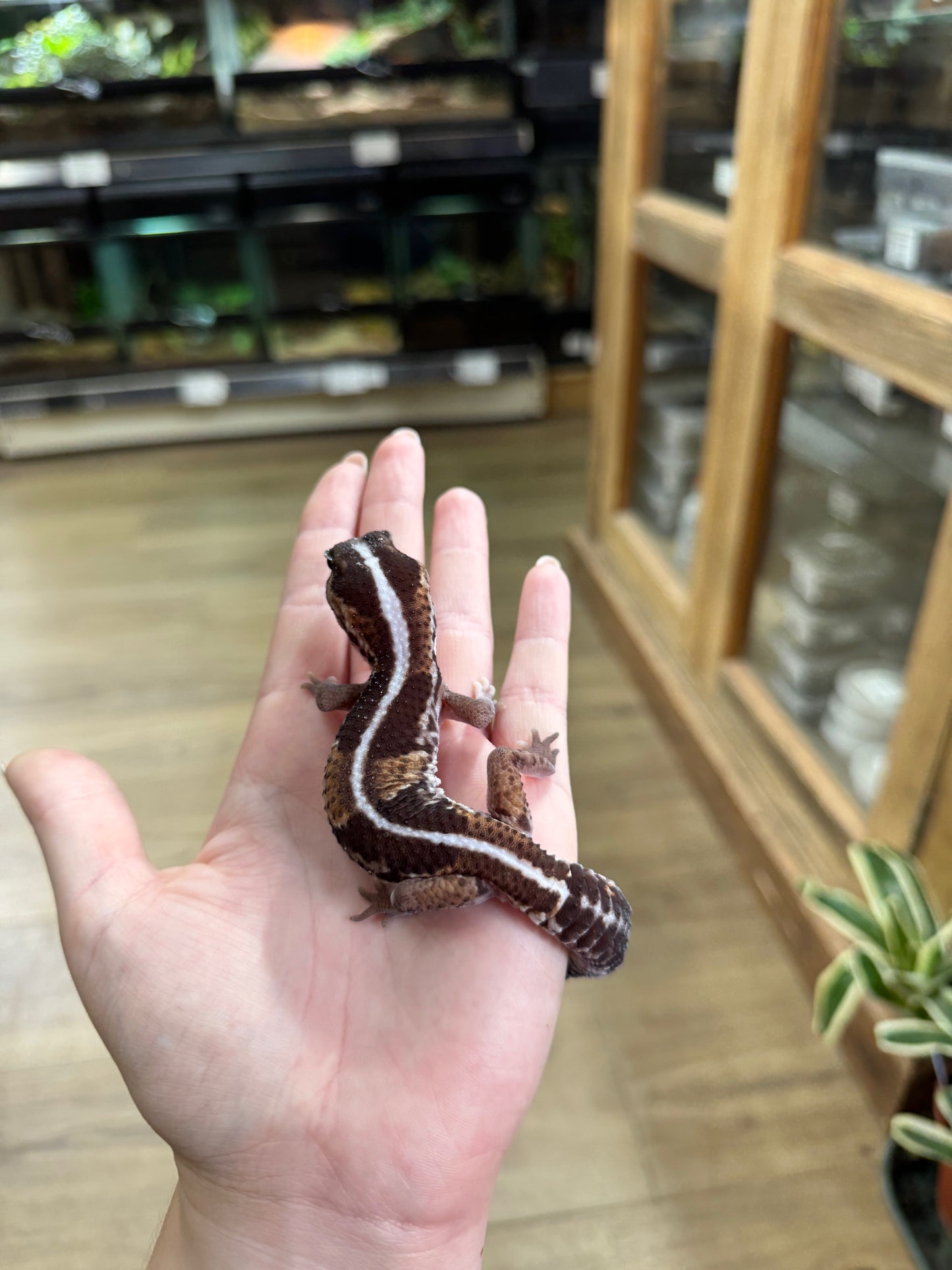 African Fat Tailed Gecko (Stripe)