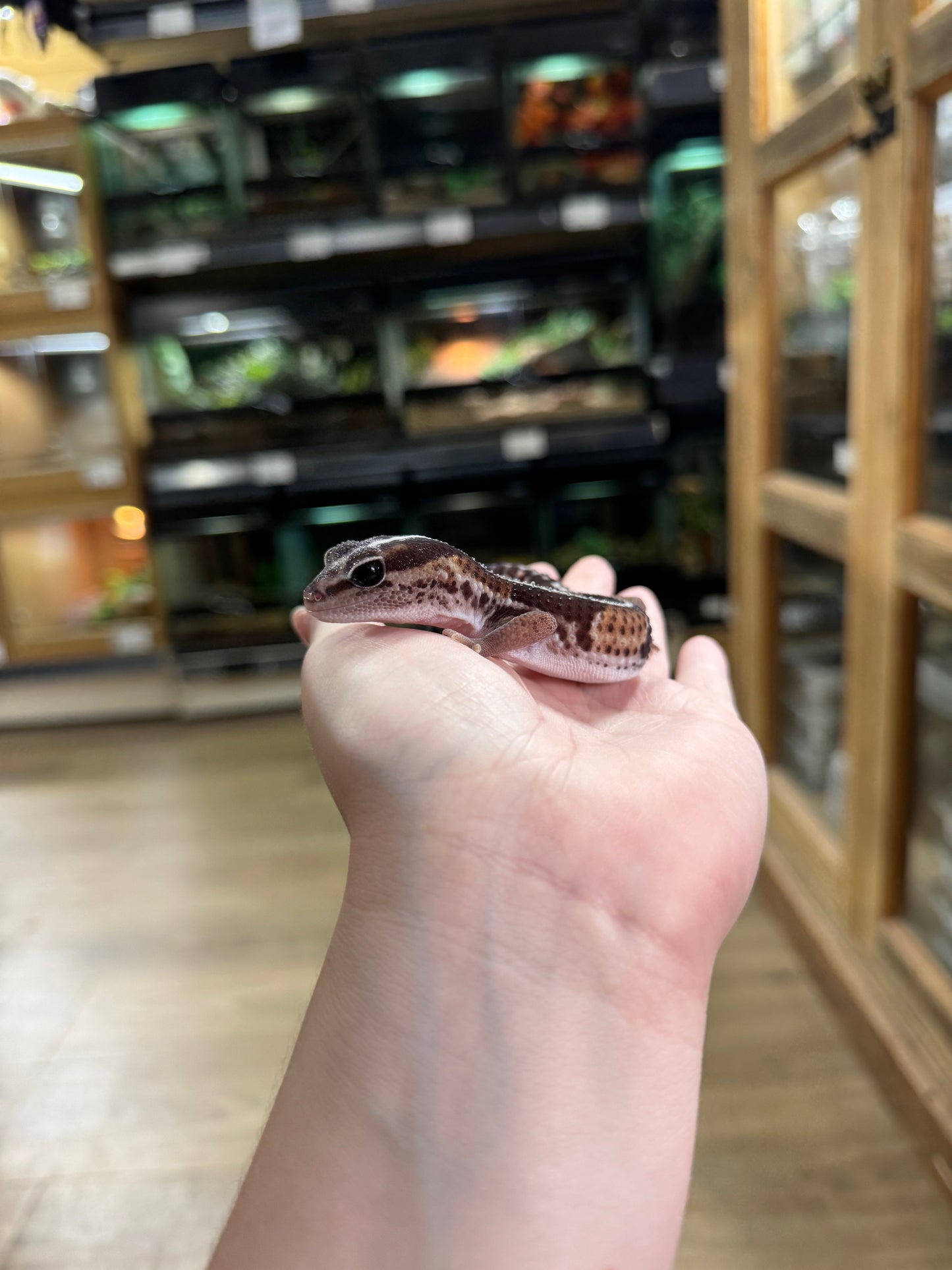 African Fat Tailed Gecko (Stripe)