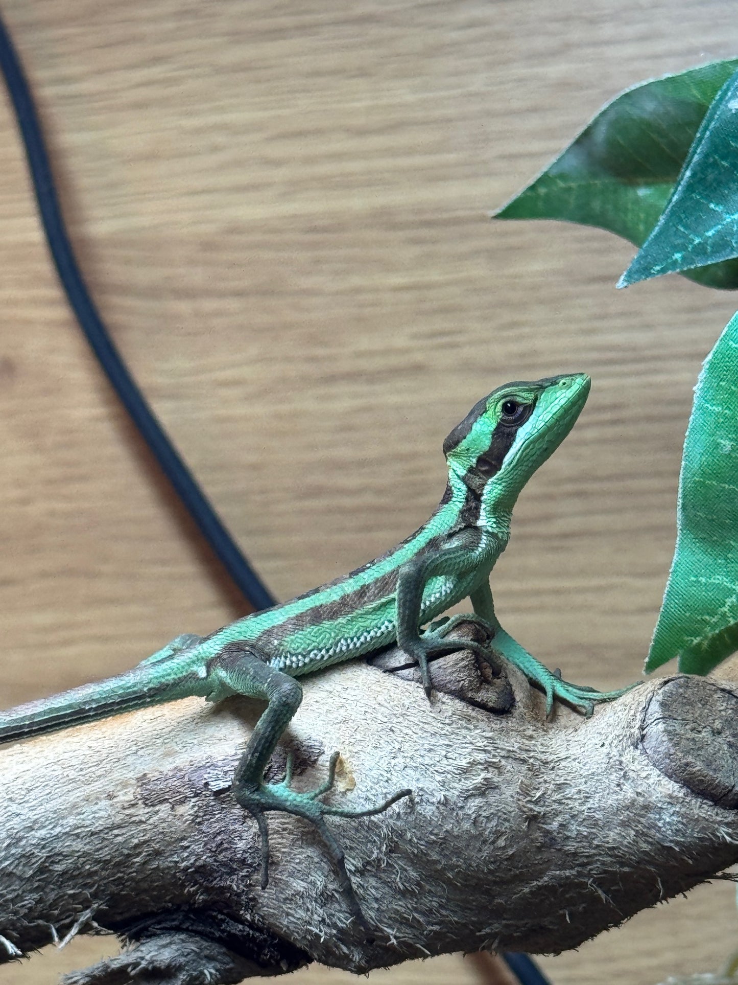 Eastern Casque headed Iguanas - Laemanctus longipes