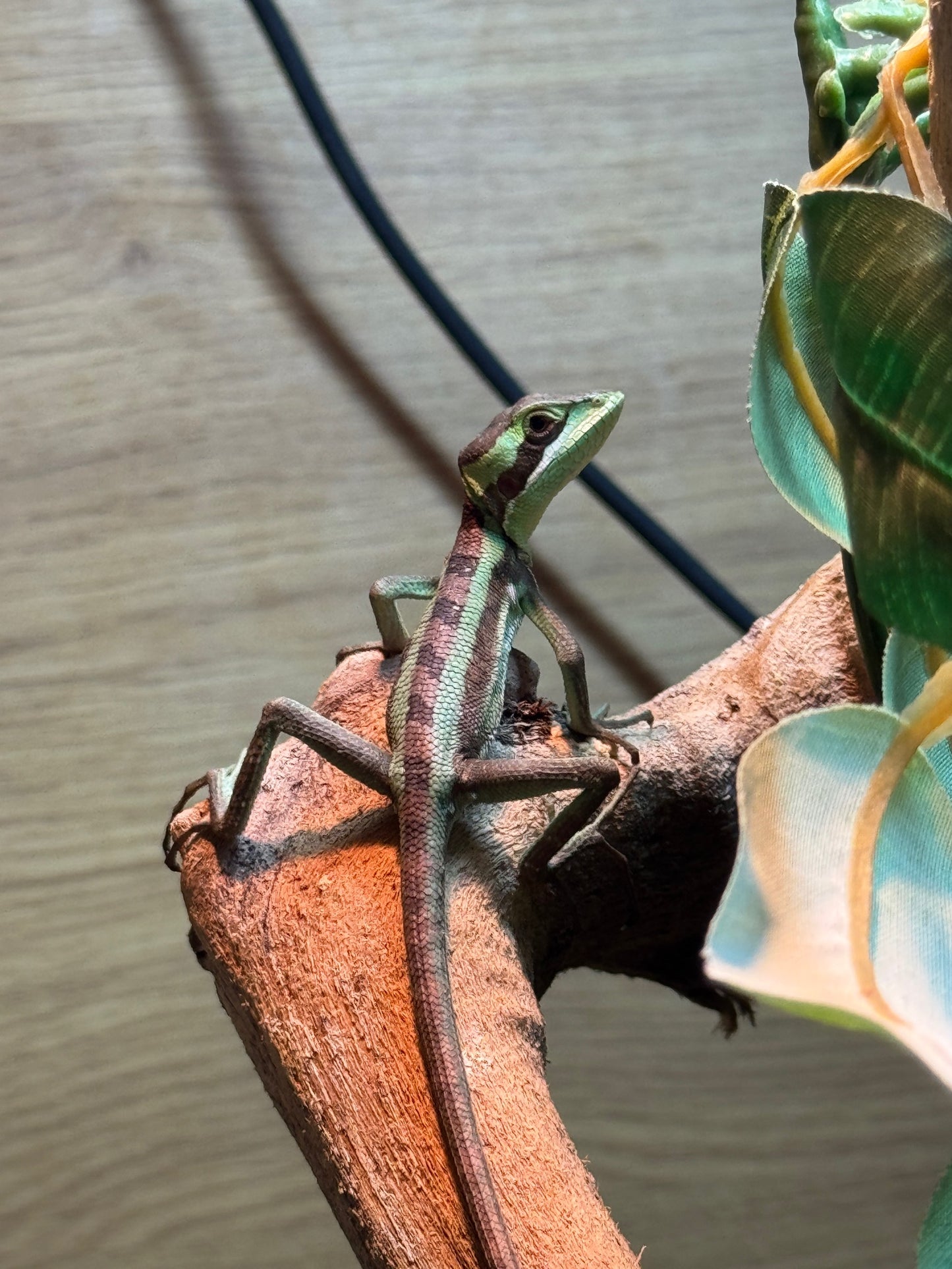 Eastern Casque headed Iguanas - Laemanctus longipes