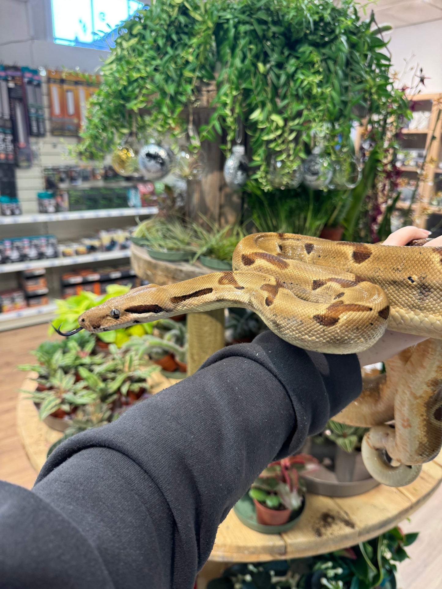 REHOMER Boa Constrictor - Male