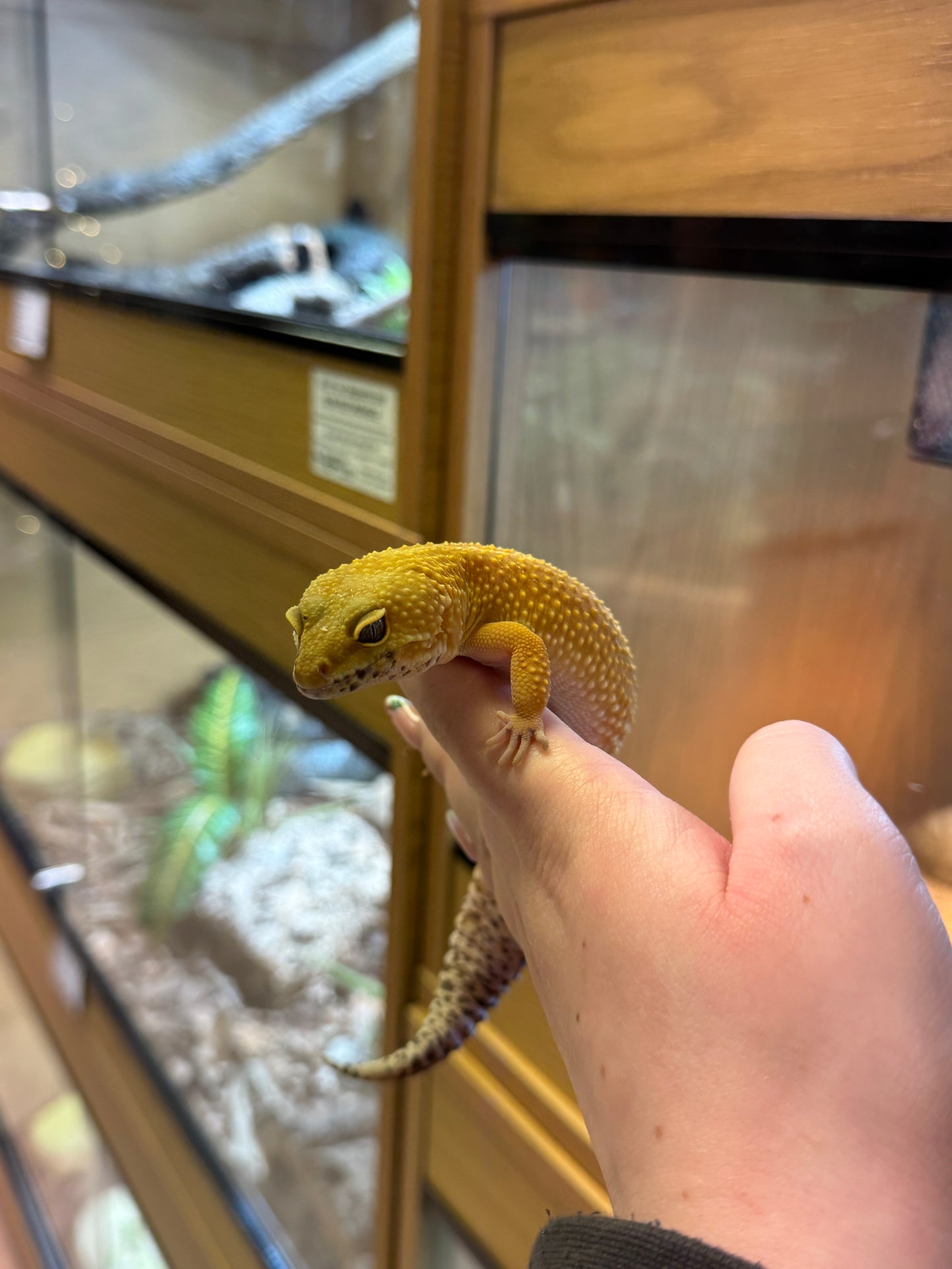 REHOMER Leopard Gecko - Female