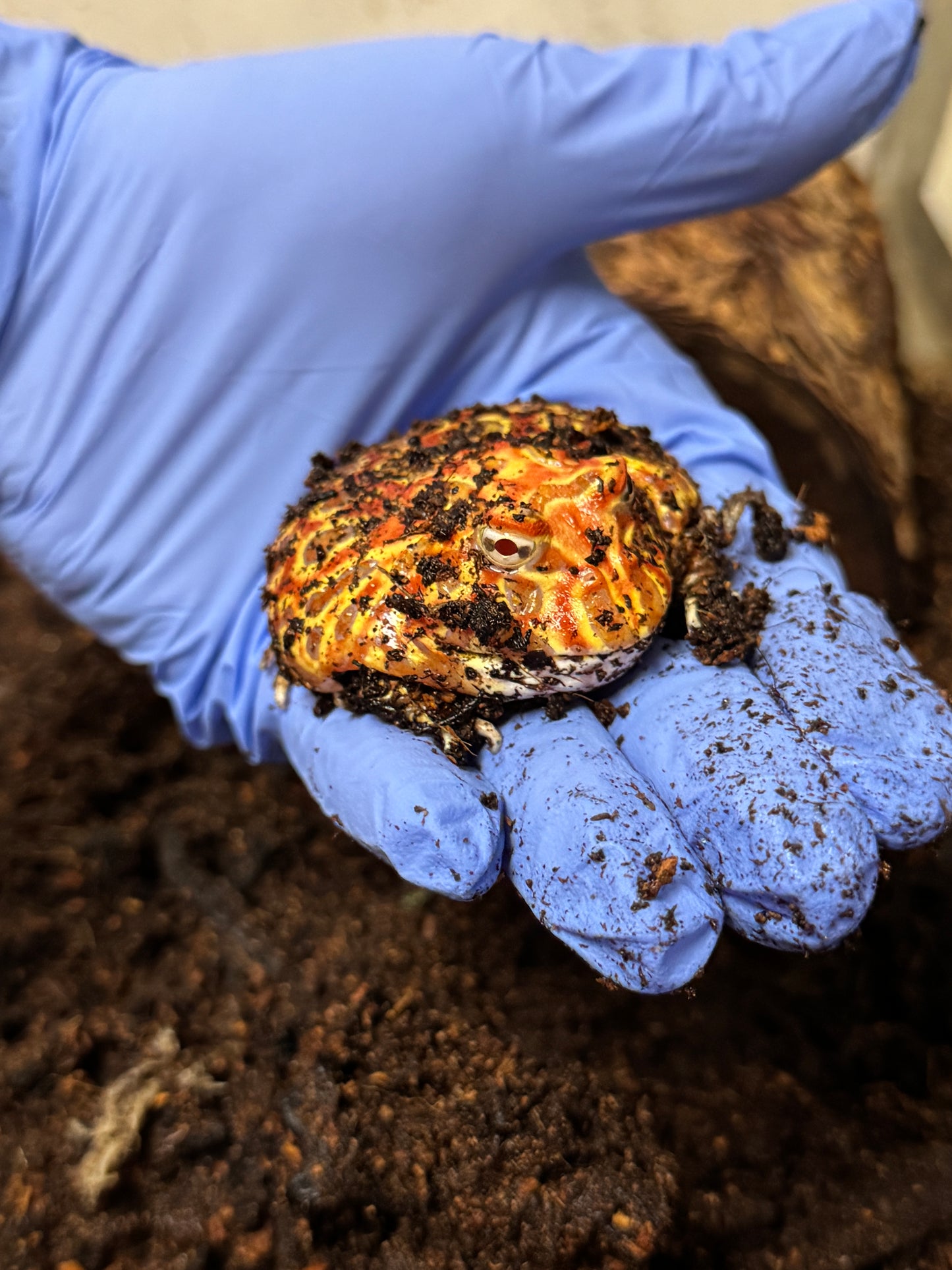 CB25 Strawberry Horned Frog