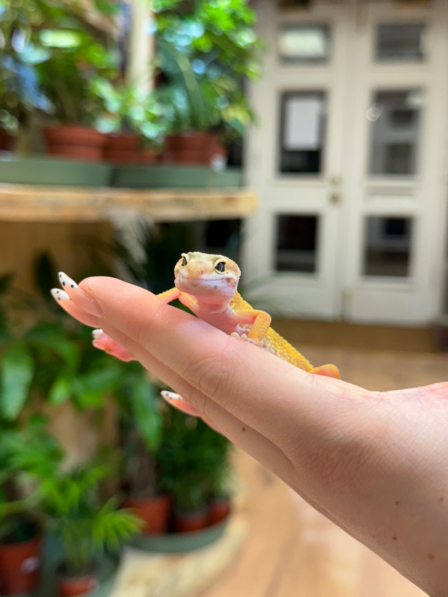 CB25 HYPO Leopard gecko