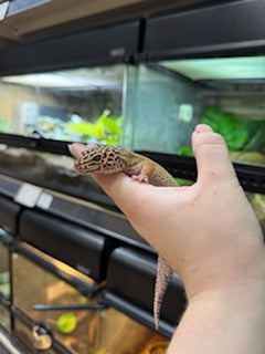 Bell Sunglow het Bell Albino het Marble Eye Leopard Gecko (Female) - Eublepharis macularius