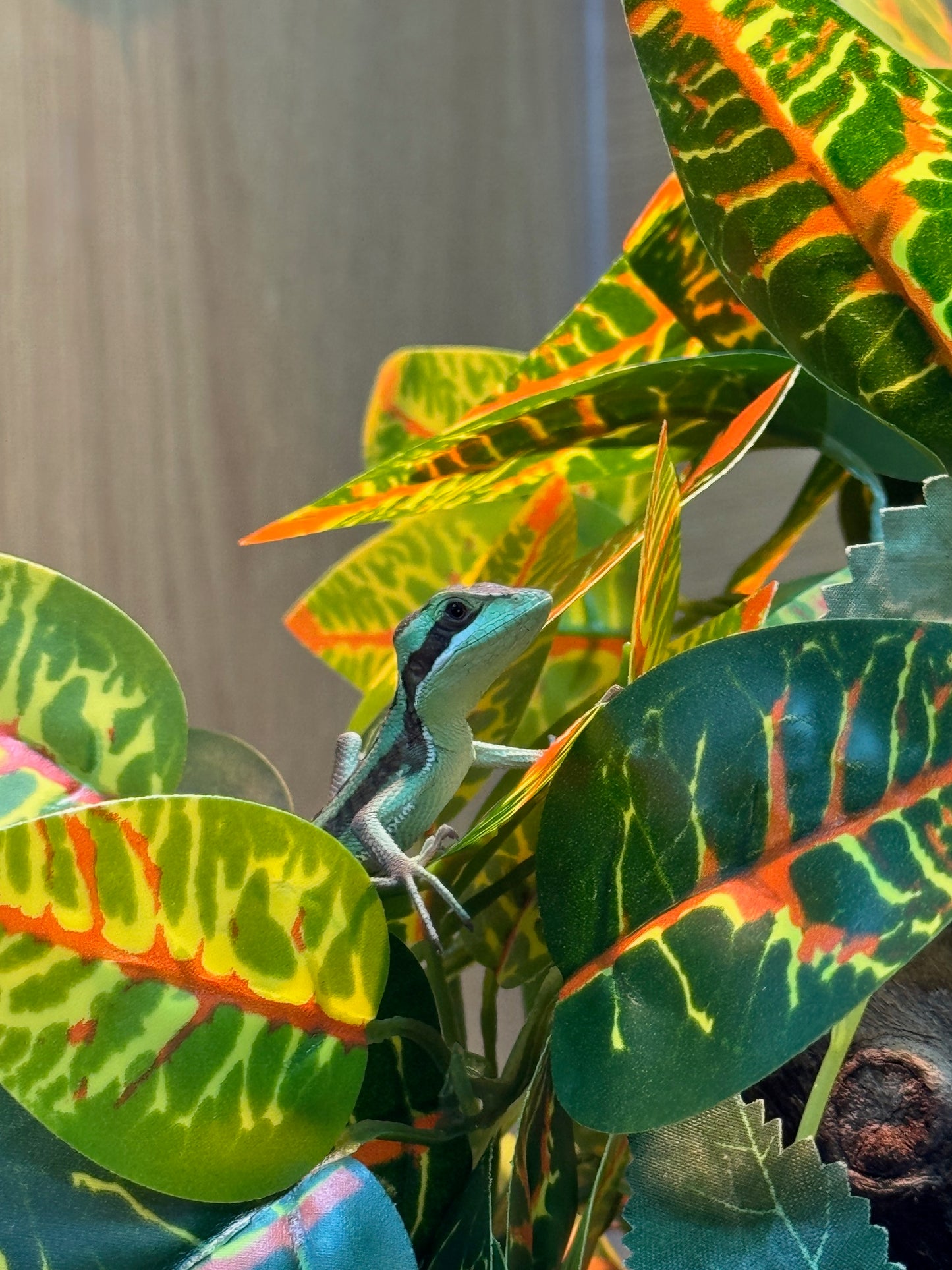 Eastern Casque headed Iguanas - Laemanctus longipes