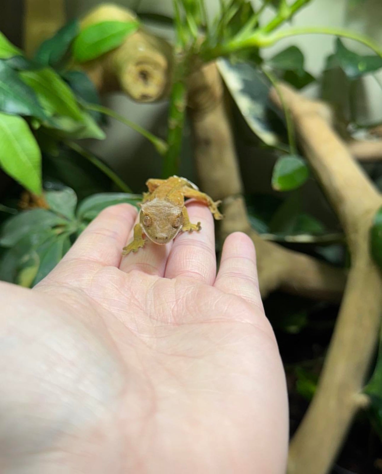 Crested Gecko Juvenile- Mixed Morphs