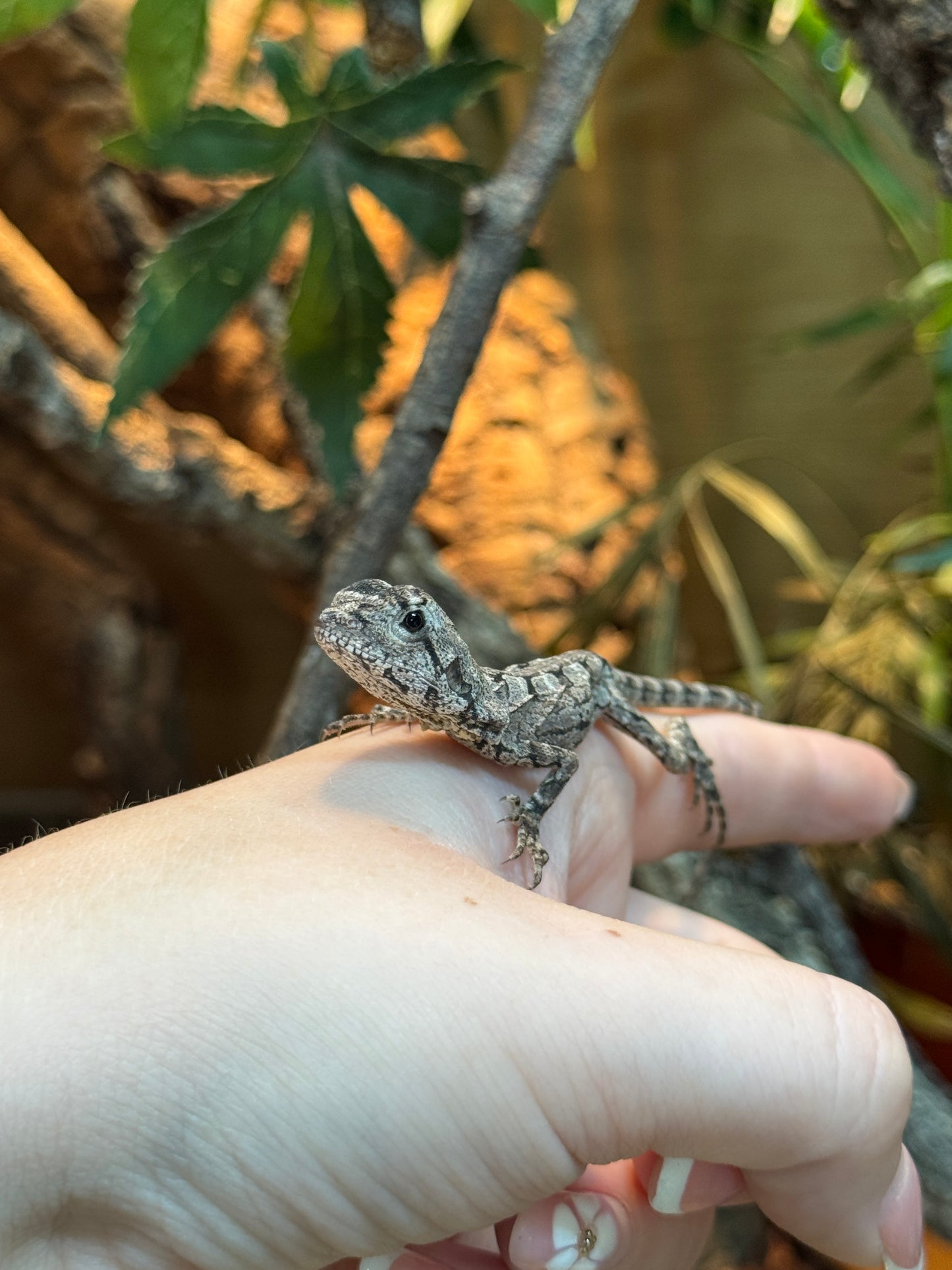 Frilled Dragon - Chlamydosaurys kingii