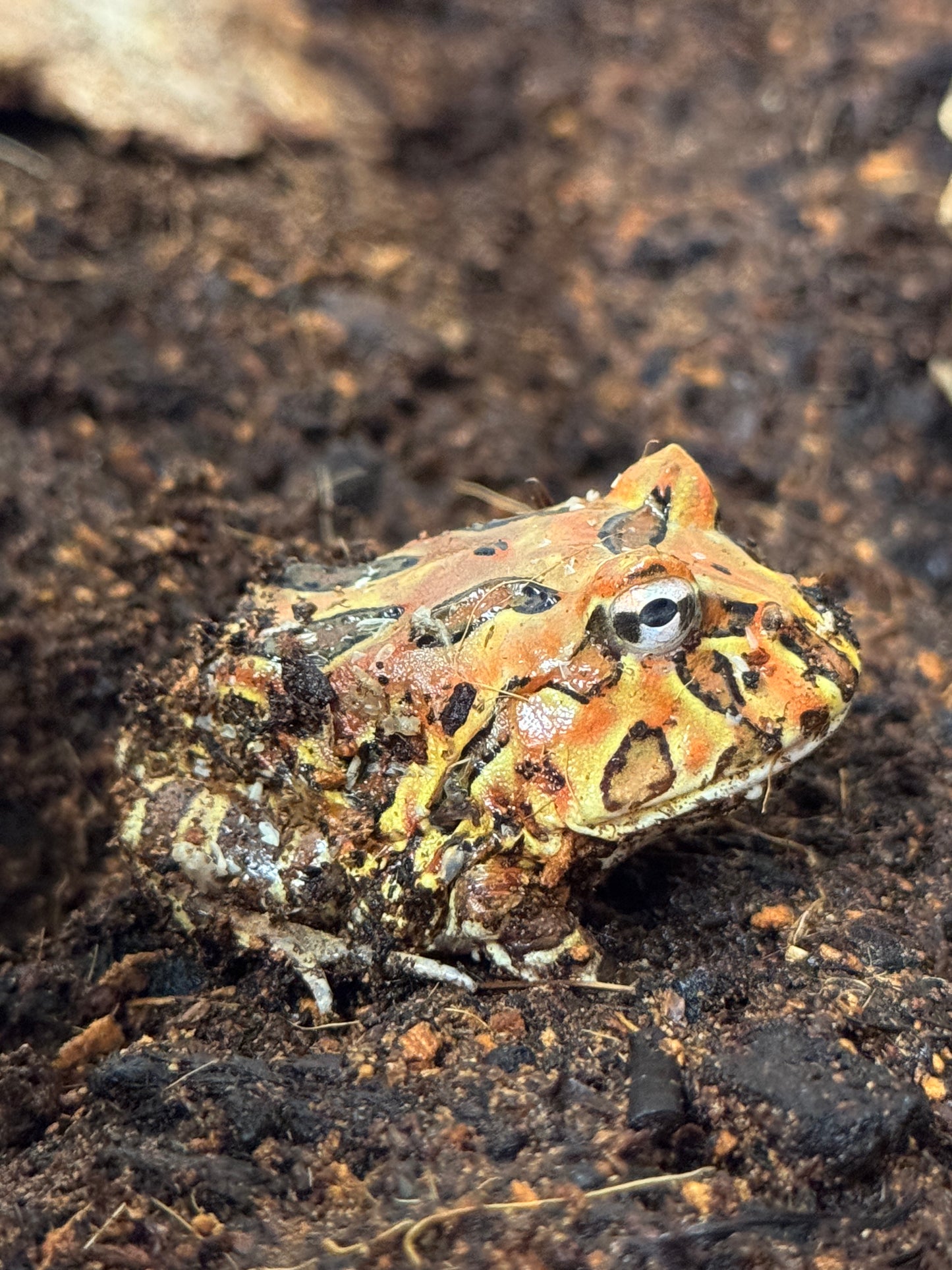 CB25 Coffee Horned Frog