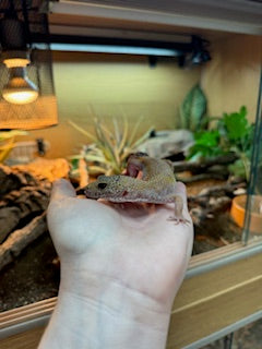 REHOMER Leopard Gecko (Female) - Eublepharis macularius