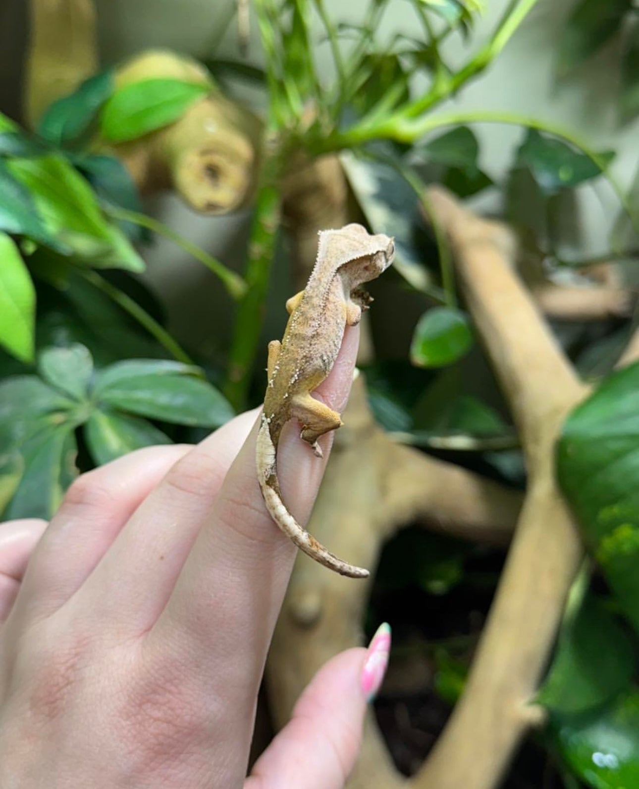 Crested Gecko Juvenile- Mixed Morphs