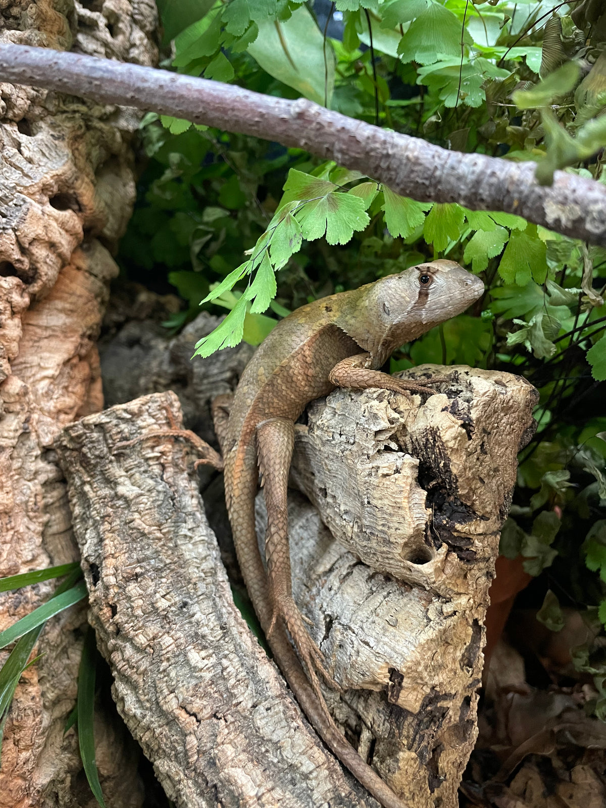 LTC Peruvian Dead Leaf Lizard - Stenocercus fimbriatus