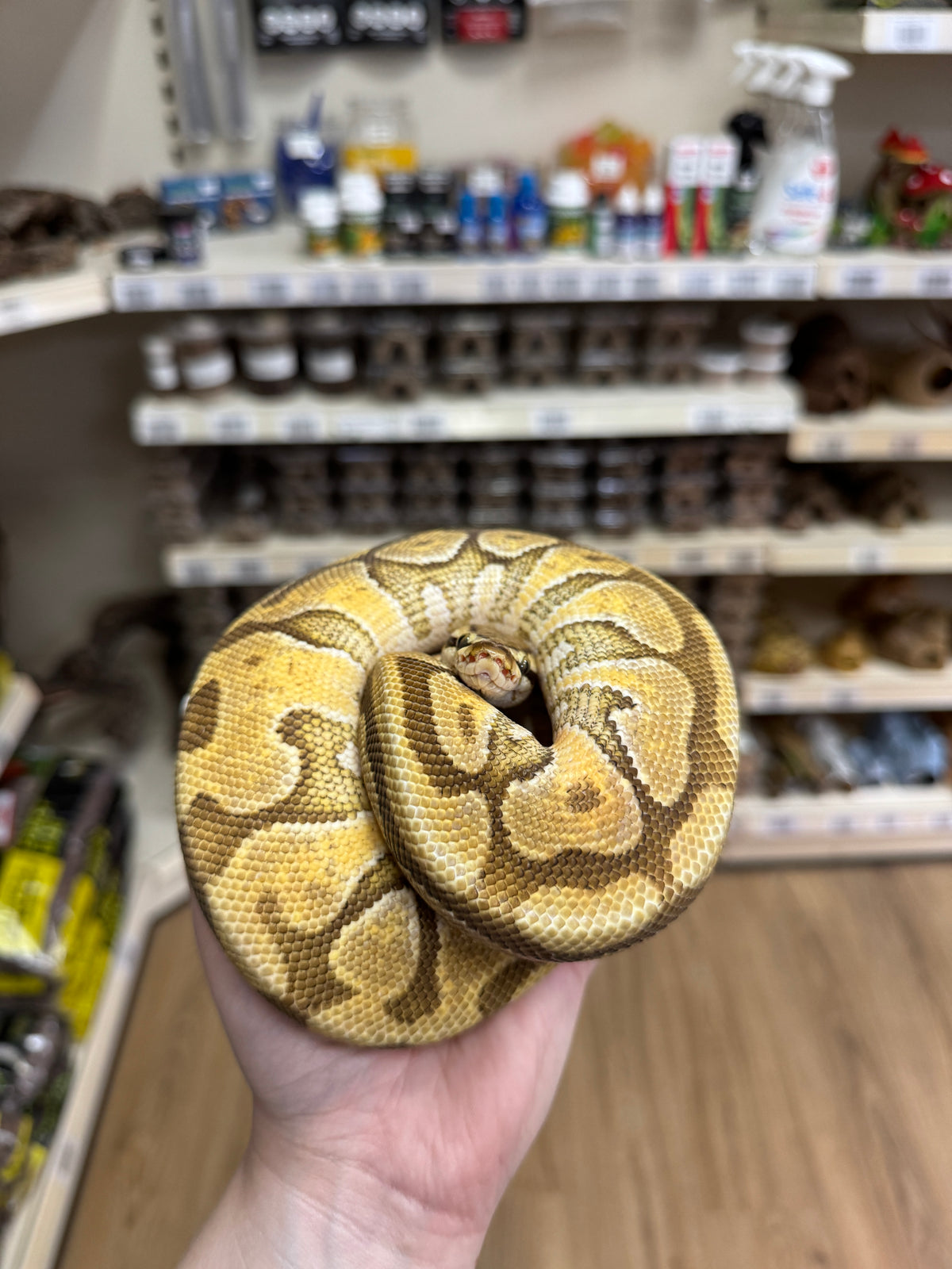 CB25/26 Clown Royal Python - Python regius