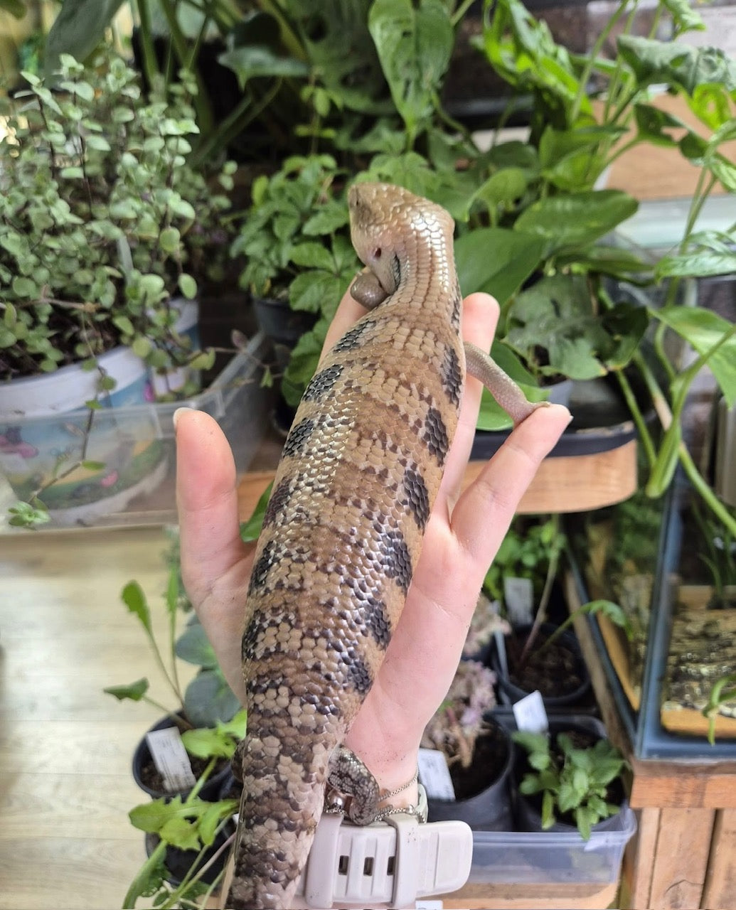 Northern Blue Tongued Skink