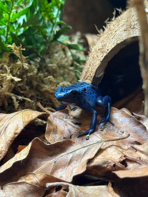 Blue Azureus Dart Frog- Dendrobates tinctorious