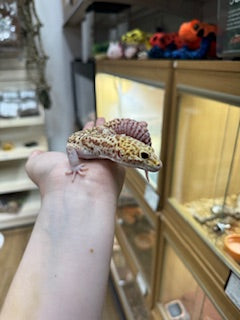 CB22 Mack Snow Bell Albino Eclipse Het Blizzard Leopard Gecko (Male) - Eublepharis macularius