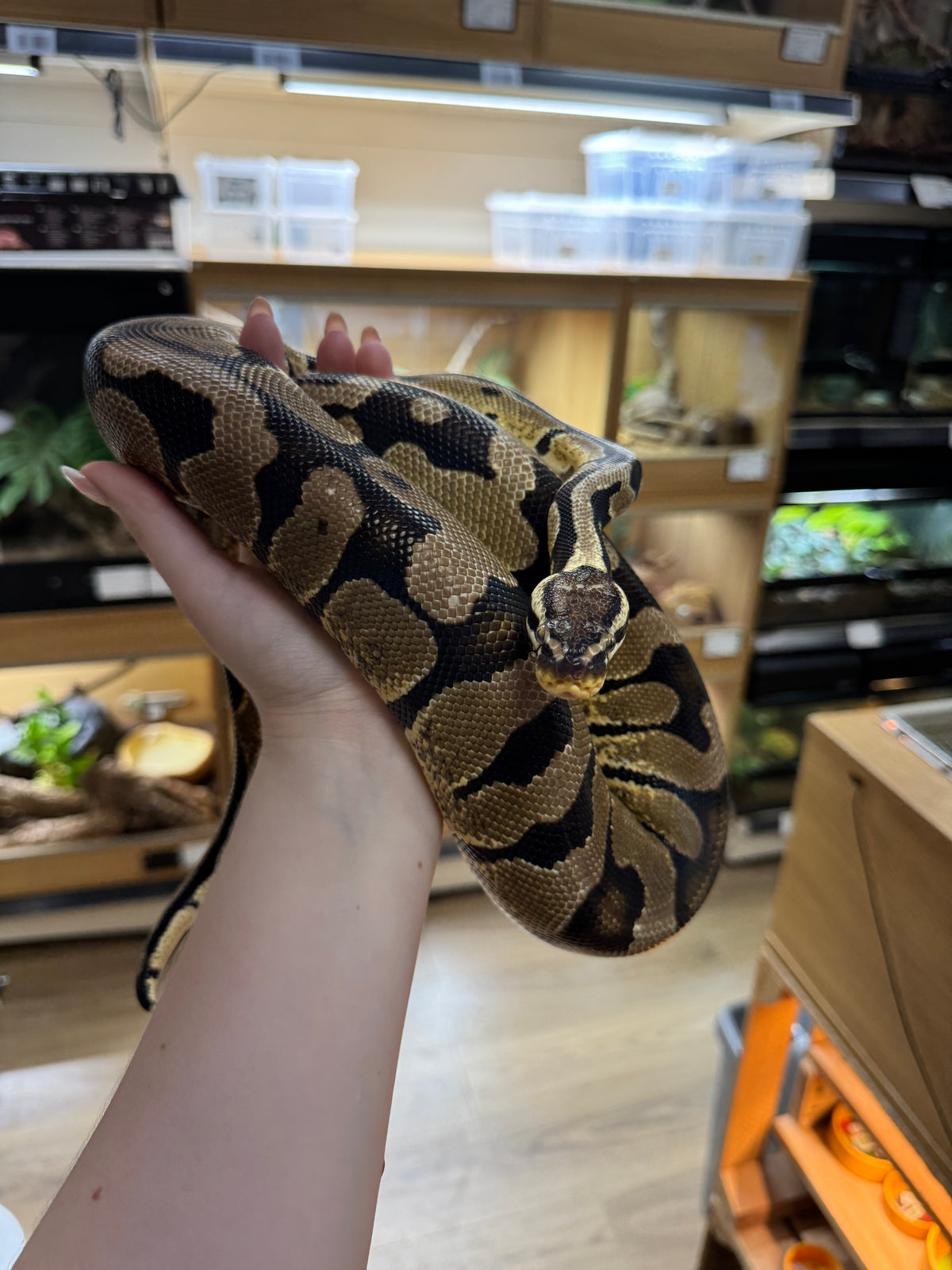 'Venus' REHOMER CB22/23 Pastel Royal Python (Female) - Python regius