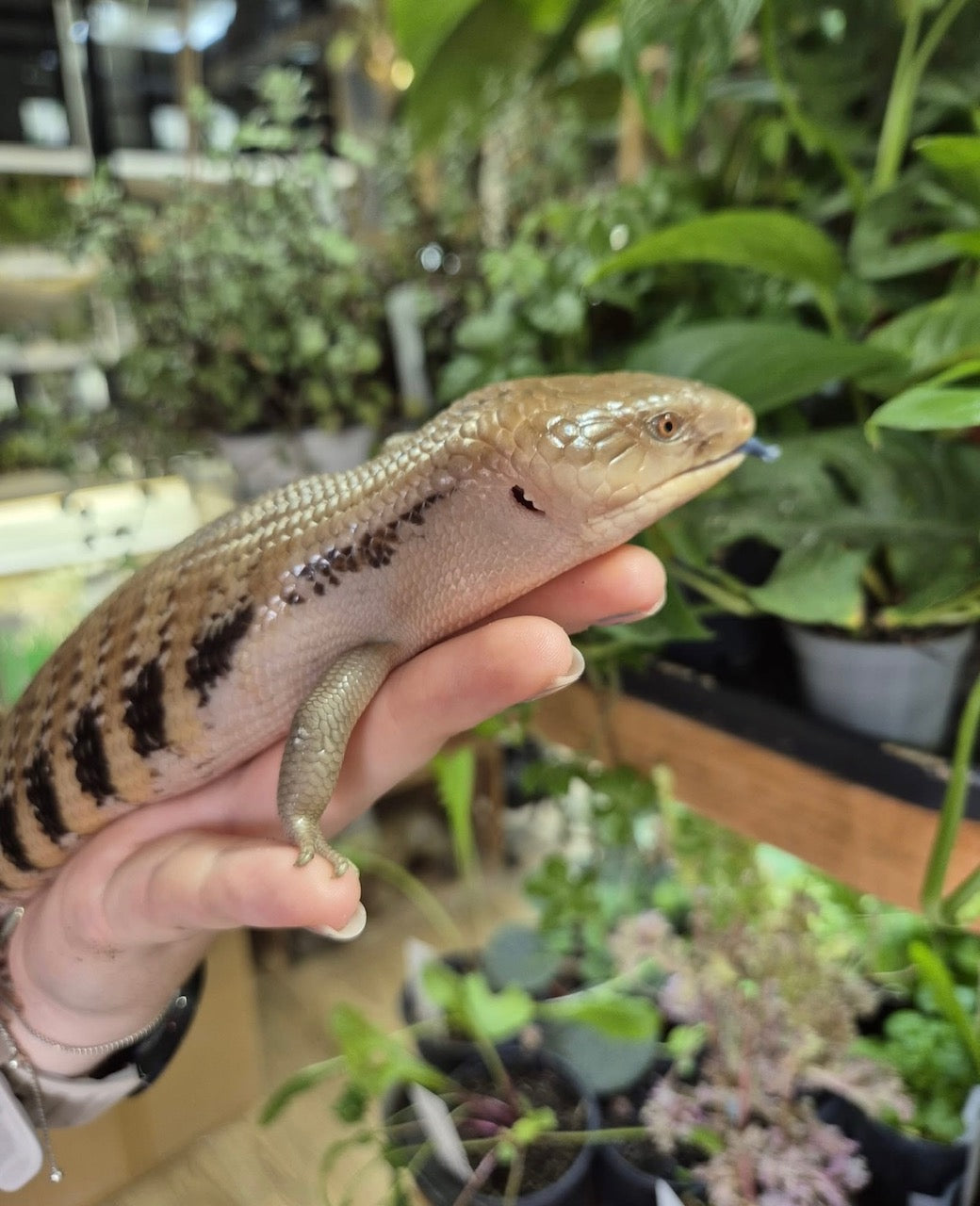 Northern Blue Tongued Skink