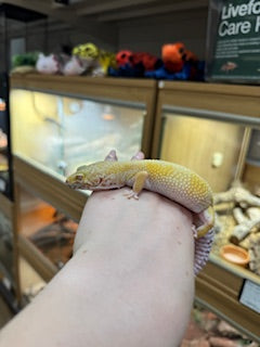 CB22 Bell Albino Sunglow 66% het Marble Eye Leopard Gecko (Female) - Eublepharis macularius